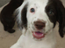 One last puppy left