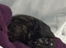 Maebelle (tortoise shell x calico)