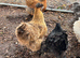 Bantam hatching eggs