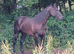 Quarter horse x filly