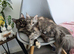 Tica Registered Maine coons Ready Now!