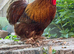 Pekin bantam cockerel