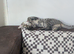 Adorable kitten in London(SE18)