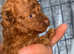 Baby ant the toy poodle stud