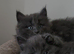 Maine coone/ Blh amazing temperament kittens