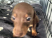 MinI Dachshund