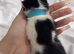 4 lovely boys ready to be reserved