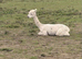 11 month old male alpacas