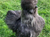 Quality Bearded Silkie Hatching Eggs