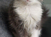 Maine coon ragdoll (Racoon)kittens only two girls left