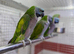 Derbyan parrot