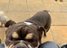 English bulldog male