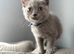Stunning fluffy male British short haired kitten READY NOW