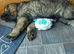 Caucasion shepards puppys