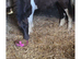 Beautiful chunky coloured filly