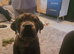 Stunning mearle mastiff female puppy