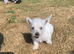 Pedigree Westies