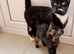 Adorable Kittens Looking for Loving Homes