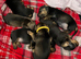 7 miniature dachshunds