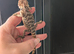 Male baby bearded dragon