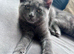 Cats for sale