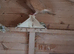 Yellow racing pigeons for sale