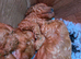 Waiting List Now Open - Deep Red Fox Cavapoo Due 27th Aug 26