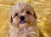 Korean Maltipoo's tiny 1 boy remaining