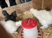 Silkie Bantam chickens