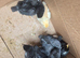 Chicks and ducklings available