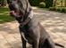 Blue looking for a Forever home