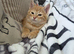 Pixie bob mixed kittens ready now