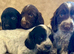 Cocker spaniel puppies
