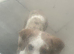 Merle dachshound