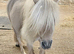 Bay Mushroom Dun Mini Colt