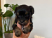 Beautiful Yorkshire Terrier Puppies for Sale – IHR