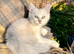 Black Silver Polydactyl Mainecoon cross Female