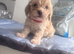 3BOYS LEFT. Beautiful cavapoo pups