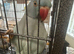 Hi for sale my Indian redneck blue male Sami tame