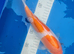 kohaku saki japanese koi 24cm
