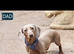 Doxiepoos for sale