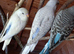 Hand tame Baby budgies