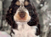 Six Beautiful KC Show Cocker Spaniels Puppies