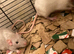 Rats for sale hull
