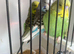 Young exhibition Budgies
