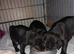 Pug puppies