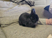 Blue Netherland Dwarf Doe