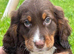 2 lovely male cocker spaniels