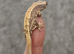 Beautiful hatchling crested geckos