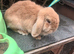 Female mini lop
